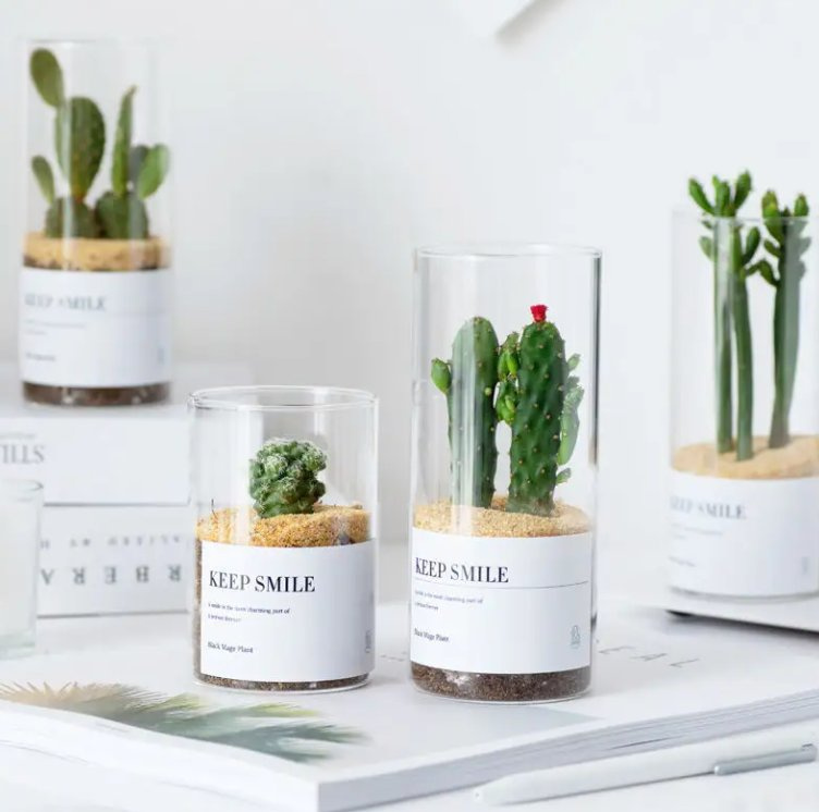 Various Sizes Clear Glass Vase Succulent Hydroponic Straight Glass Pot Cactus Garden Bottle