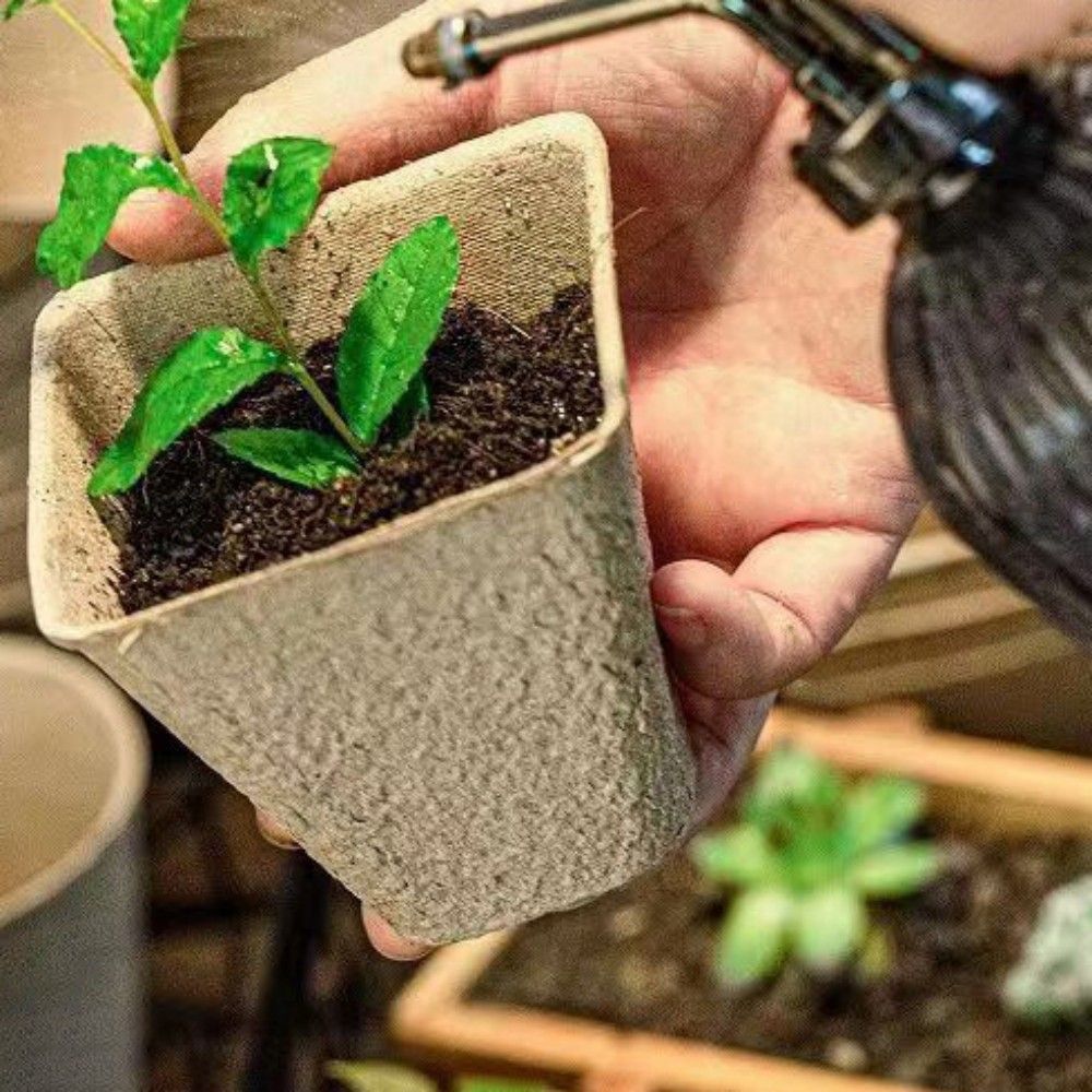 Biodegradable Disposable Rectangular Bakery Hot Dog Party BBQ Picnic Snack Dessert Fruit Food Brown Kraft Paper Plates Tray