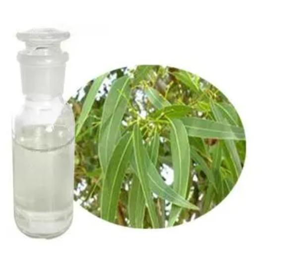 Premium Eucalyptus Essential Oil - High Quality, Best Price