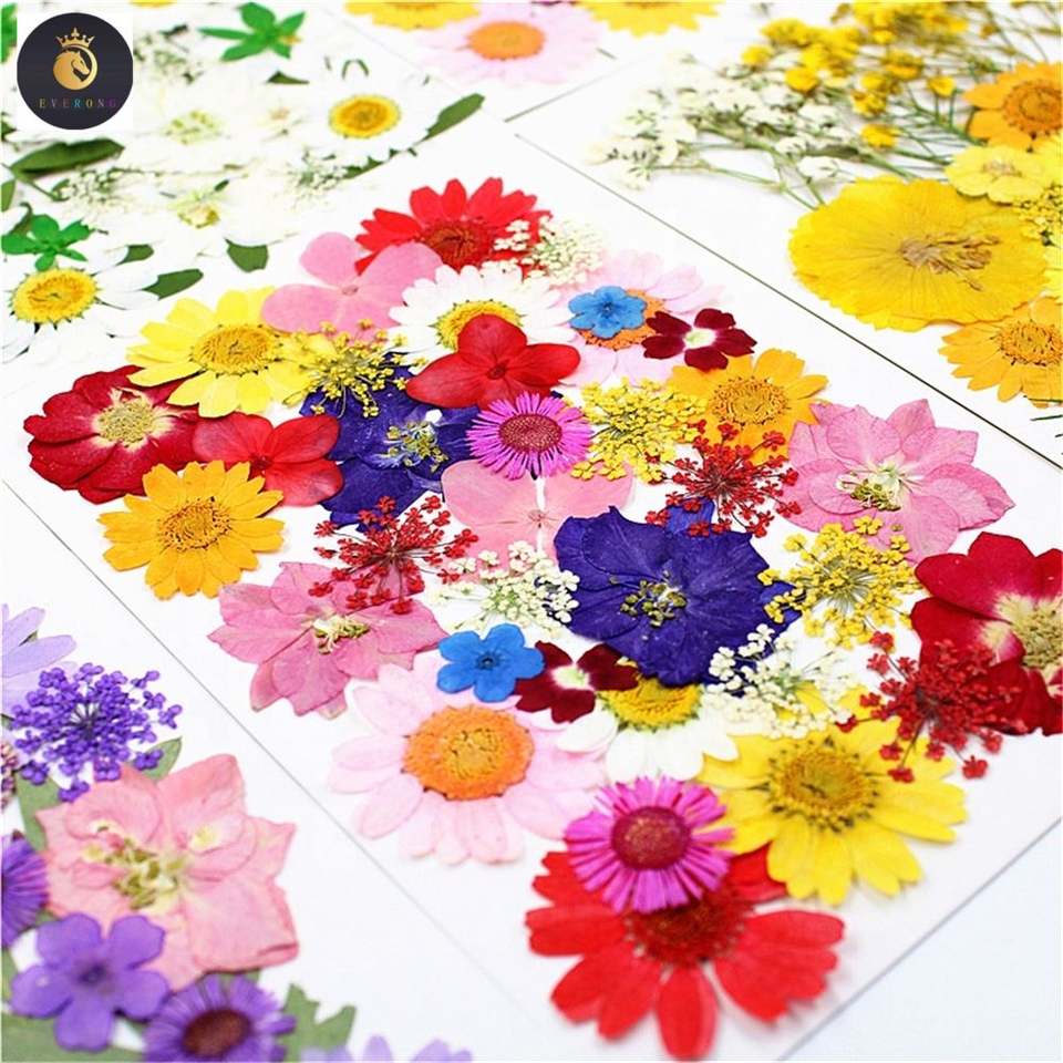 M027 Bulk Dried Pressed Flowers Resin Mold Fillings Flowers Diy Real Dried Flower Pressed for Nail Art Home Decor Handicraft