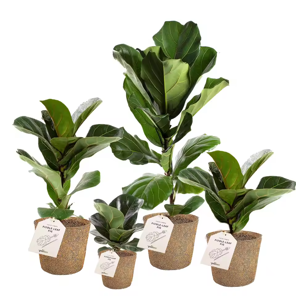 Factory Direct Real Touch Artificial Plant Faux Fiddle Leaf Fig Trees For Home Office Decoration Fake Plants