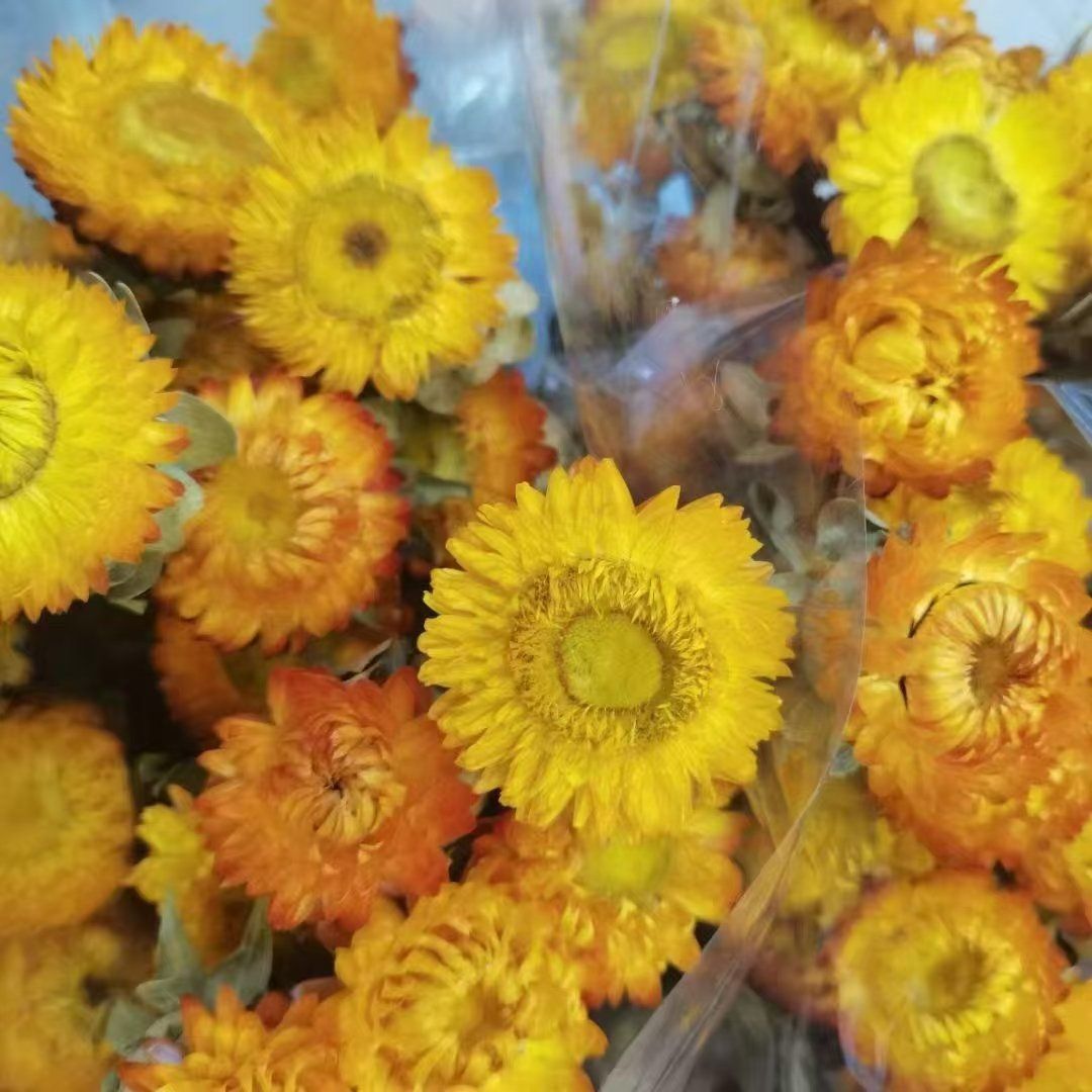 Natural Helycrisum Yellow Dried Flower - Perfect for Potpourri