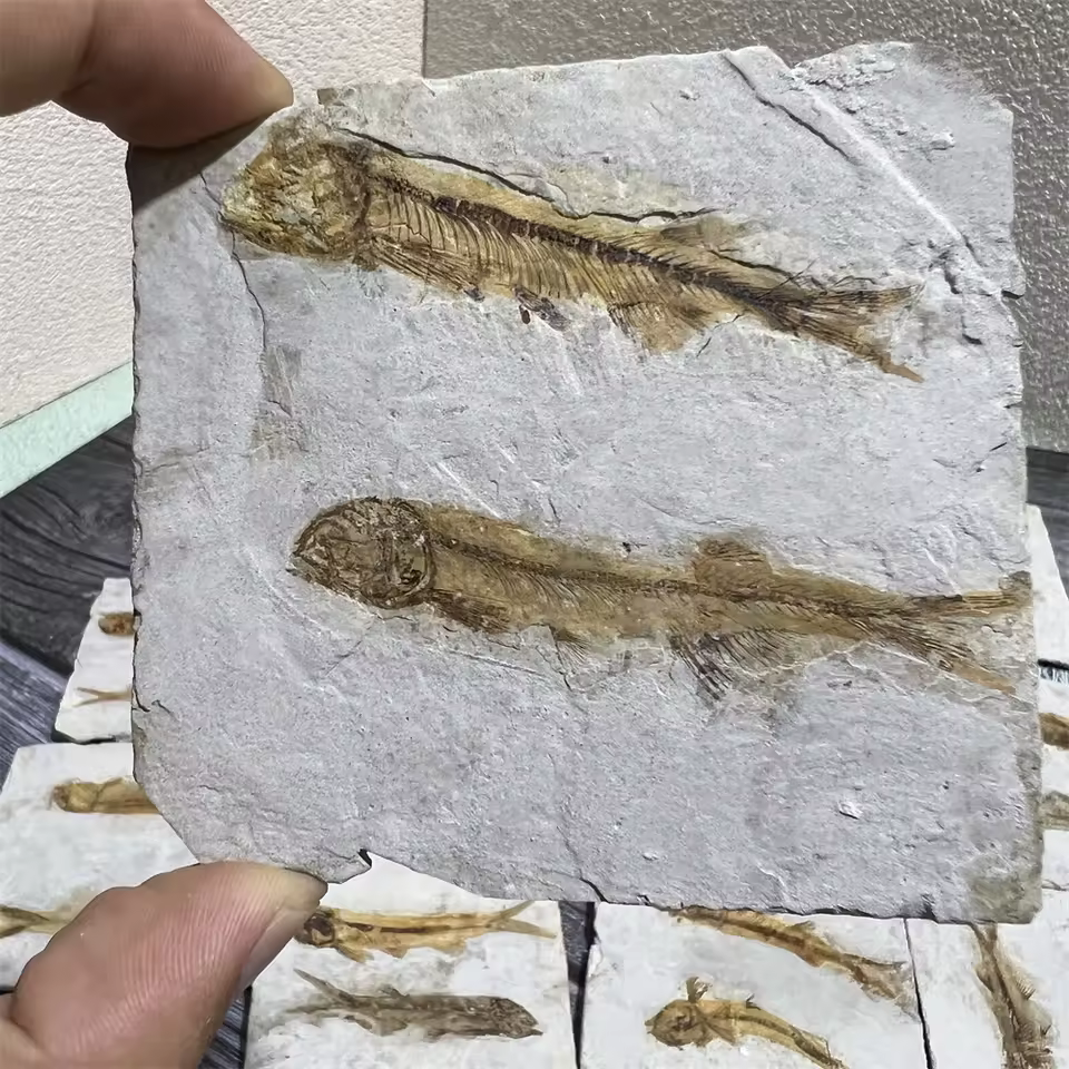 Wholesale Precious Stone Display Popular Science Stone Lycoptera Fish Fossil 2fish Within 1 Stone With Pe Box For Gift