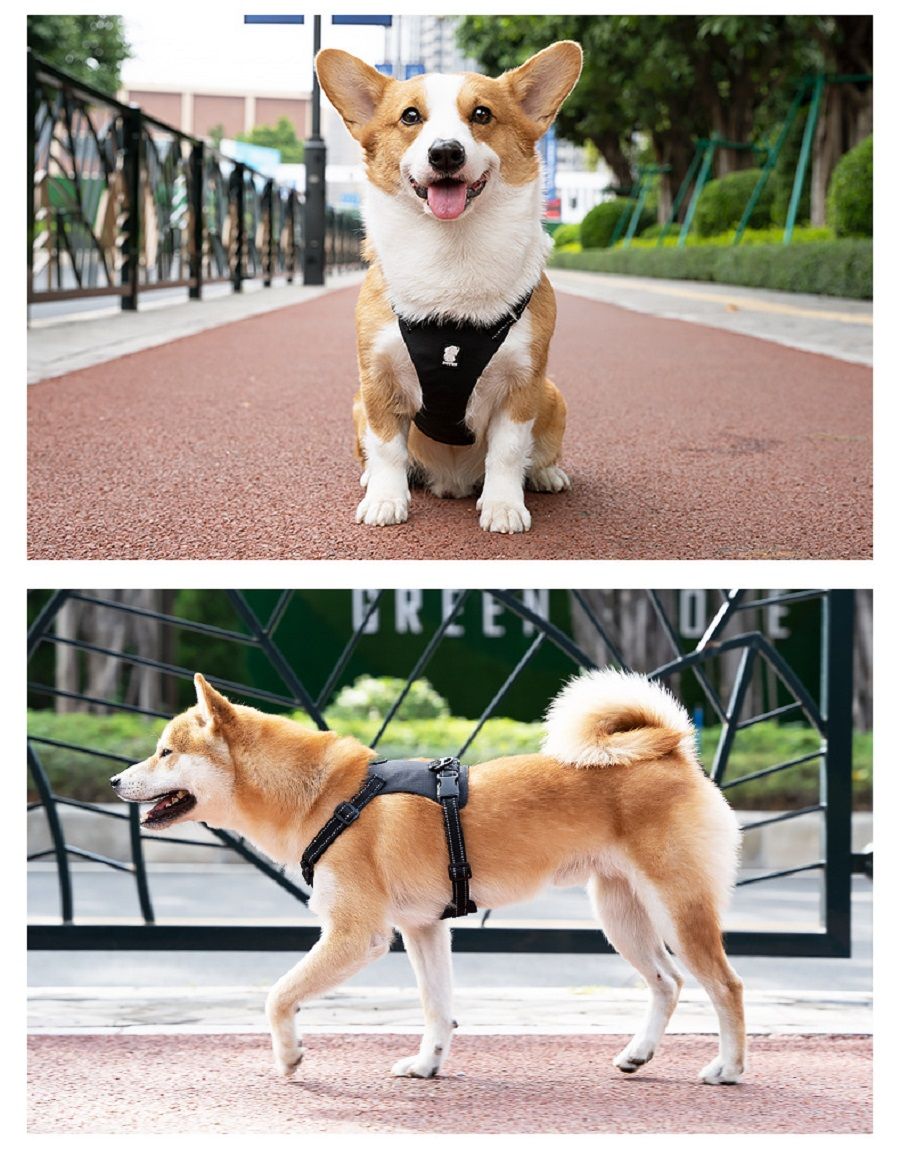 Pet Accessories New Hot 2024 Dog Accessories Luxury Neophrne Dog Products Sublimation OEM Pet Supplies