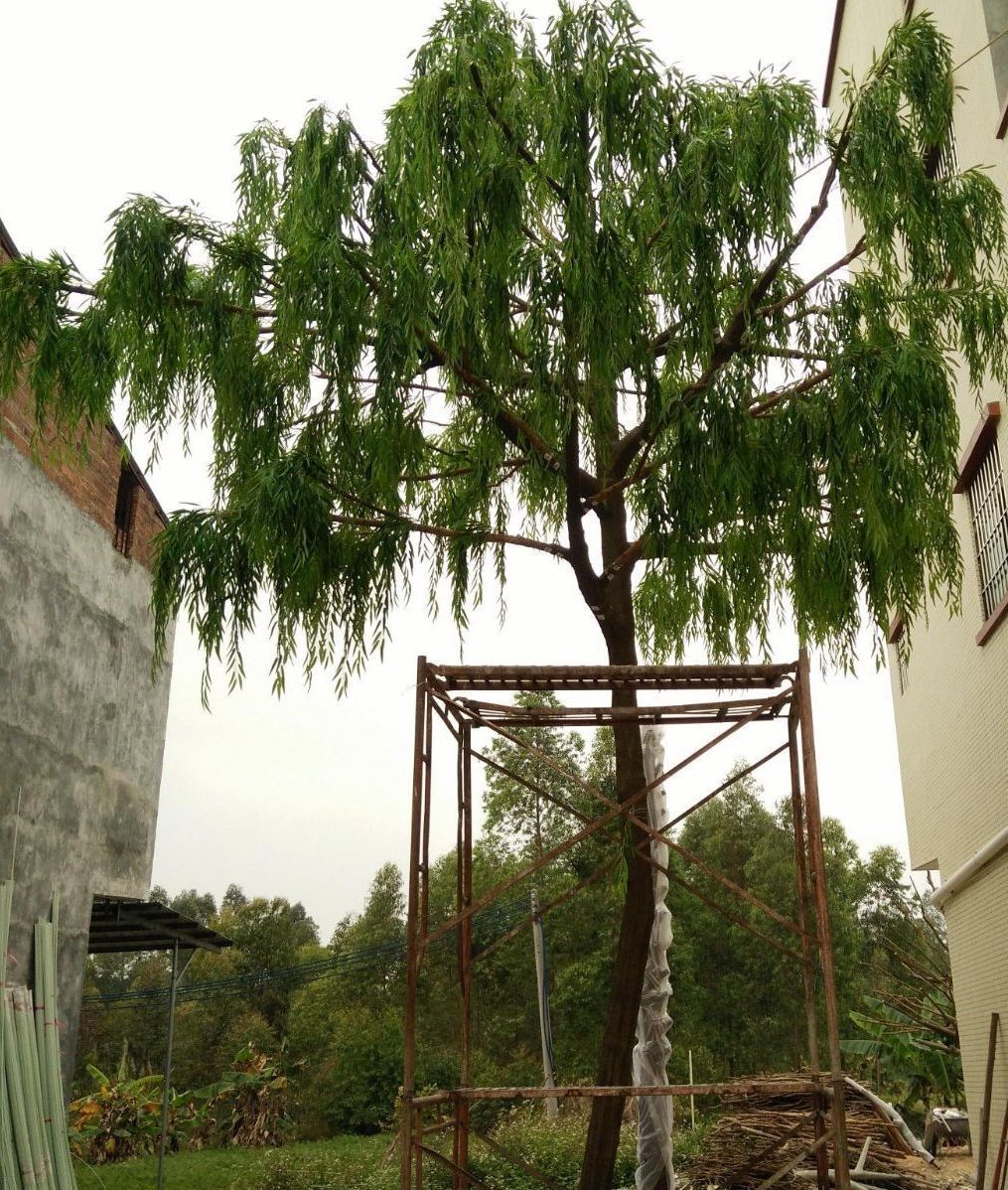 2024 Factory Made Guangzhou Landscape Artificial Willow Tree Home Decoration