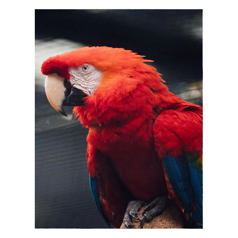 Red Parrot Diamond Paintings Kit Animal Home Decoration Wall Art Dropshipping DIY 5D Diamond Painting Kits On-time Delivery